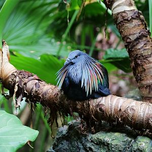 Nicobar Pigeon