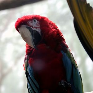 Red-and-green Macaw