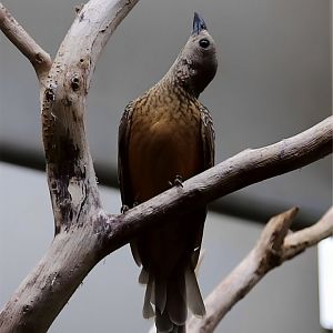 Fawn-breasted Bowerbird (Chlamydera cerviniventris), July 2016
