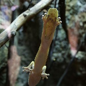 Henkel's Leaf-tailed Gecko, July 2016