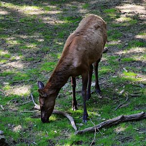 Roosevelt Elk