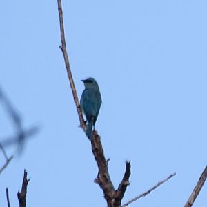 Verditer flycatcher (Eumyias thalassinus thalassinus)