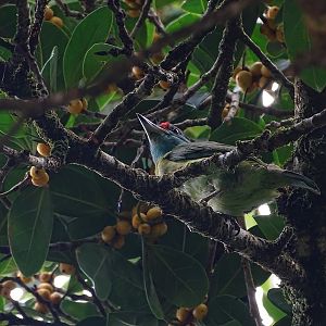 Blue-throated barbet (Psilopogon asiaticus davisoni)