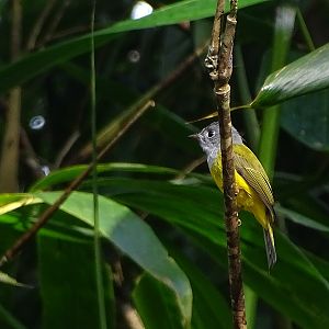 Grey-headed canary-flycatcher (Culicicapa ceylonensis calochrysea)
