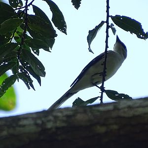Ashy minivet (Pericrocotus divaricatus)