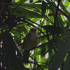 Collared babbler (Gampsorhynchus torquatus torquatus)