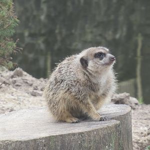 03 2024 - Meerkat