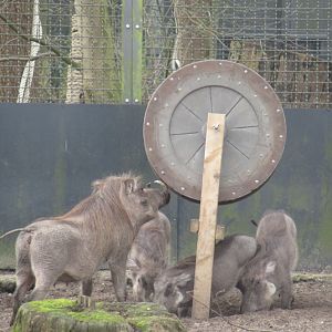 03 2024 - Warthogs interacting with enrichment