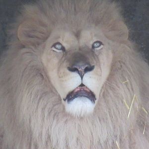 03 2024 - Male African Lion