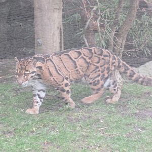 03 2024 - Clouded Leopard