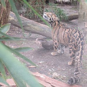 03 2024 - Clouded Leopard