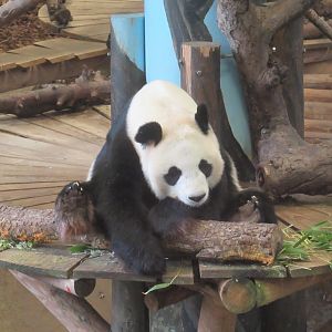 03 2024 - Giant Panda, female 'Wu Wen'