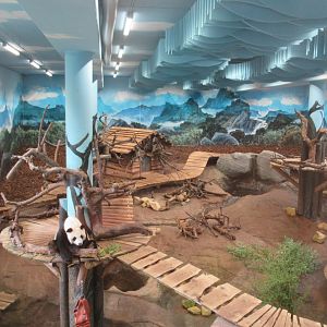 03 2024 - Giant Panda inside enclosure, female 'Wu Wen'