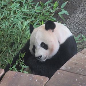 03 2024 - Giant Panda, male 'Xing Ya'