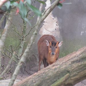 03 2024 - Muntjac