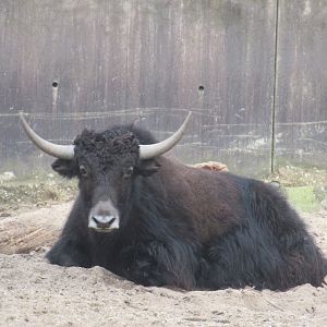 03 2024 - Domesticated Yak