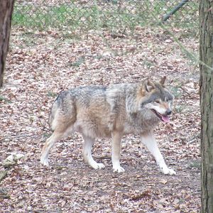 03 2024 - Gray Wolf