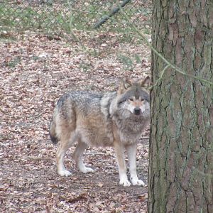 03 2024 - Gray Wolf