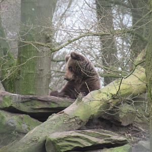03 2024 - Brown Bear