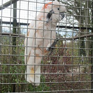 03 2024 - Salmon-crested cockatoo