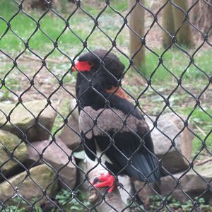 03 2024 - Bateleur