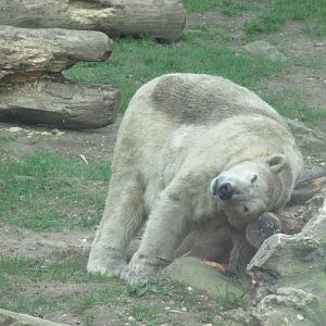 03 2024 - Polar bear