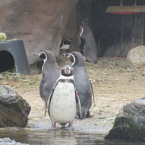 03 2024 - Humboldt Penguins