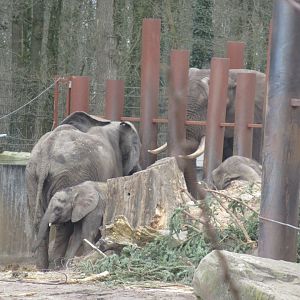 03 2024 - African elephants interacting through the fence.