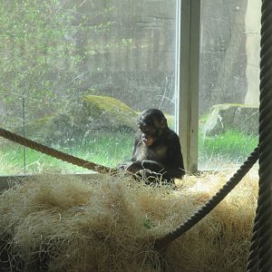 03 2024 - Bonobo youngster