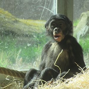 03 2024 - Bonobo youngster