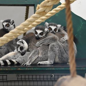 Ring-tailed lemurs