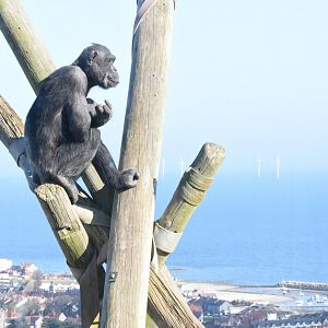 Chimpanzees view over Colwyn Bay