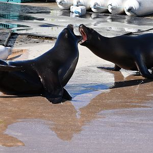 California sea lion juveniles