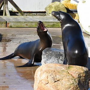 California sea lion juveniles