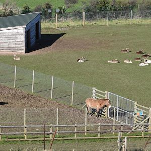 Paddock view - Przewalski's horse and European fallow deer
