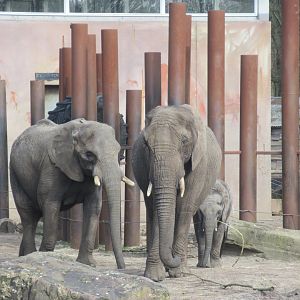 03 2024 - African elephants, adult females 'Duna' and 'Tembo', young male 'Bumi'