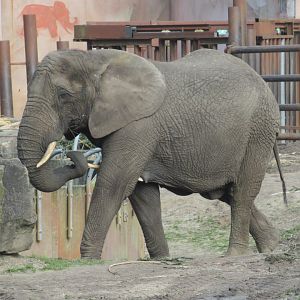 03 2024 - African elephant, adult female 'Tembo'