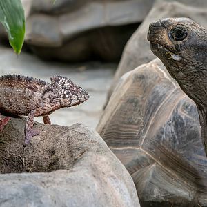 Giant Madagascar chameleon (Furcifer oustaleti) & Aldabra giant tortoise (Aldabrachelys gigantea gigantea)