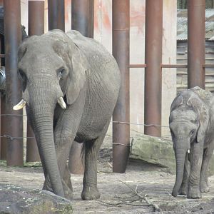 03 2024 - African elephants, adult female 'Duna', young male 'Bumi'.