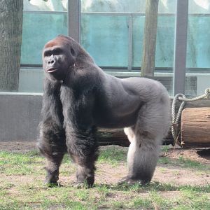 03 2024 - Western Lowland Gorilla, adult male