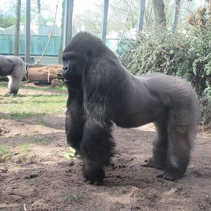 03 2024 - Western lowland gorillas, adult males