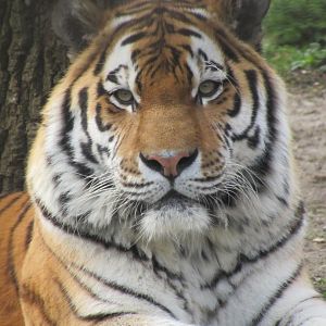 03 2024 - Siberian Tiger
