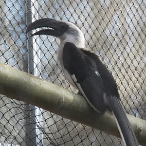 03 2024 - Von der Decken's hornbill, female