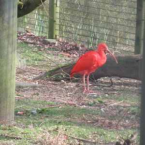 03 2024 - Scarlet ibis