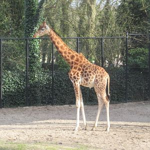 03 2024 - Rothschild's giraffe