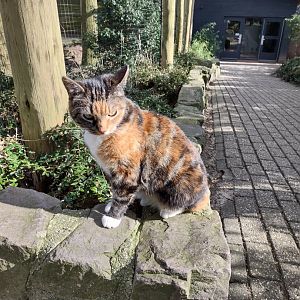 03 2024 - House Tiger, kept in the giraffe stables