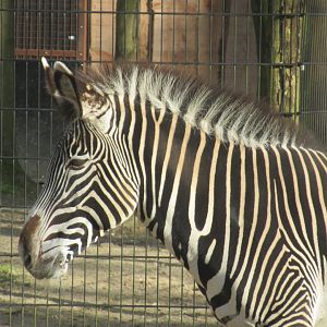03 2024 - Grévy's Zebra