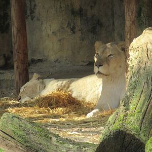03 2024 - African Lion, adult females