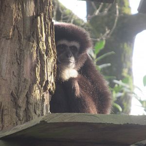 03 2024 - Lar Gibbon