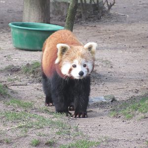 03 2024 - Red panda